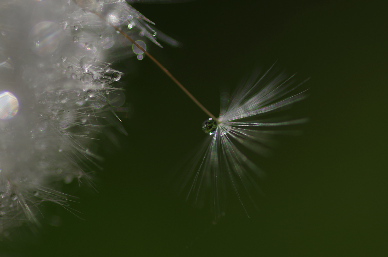 Pusteblume