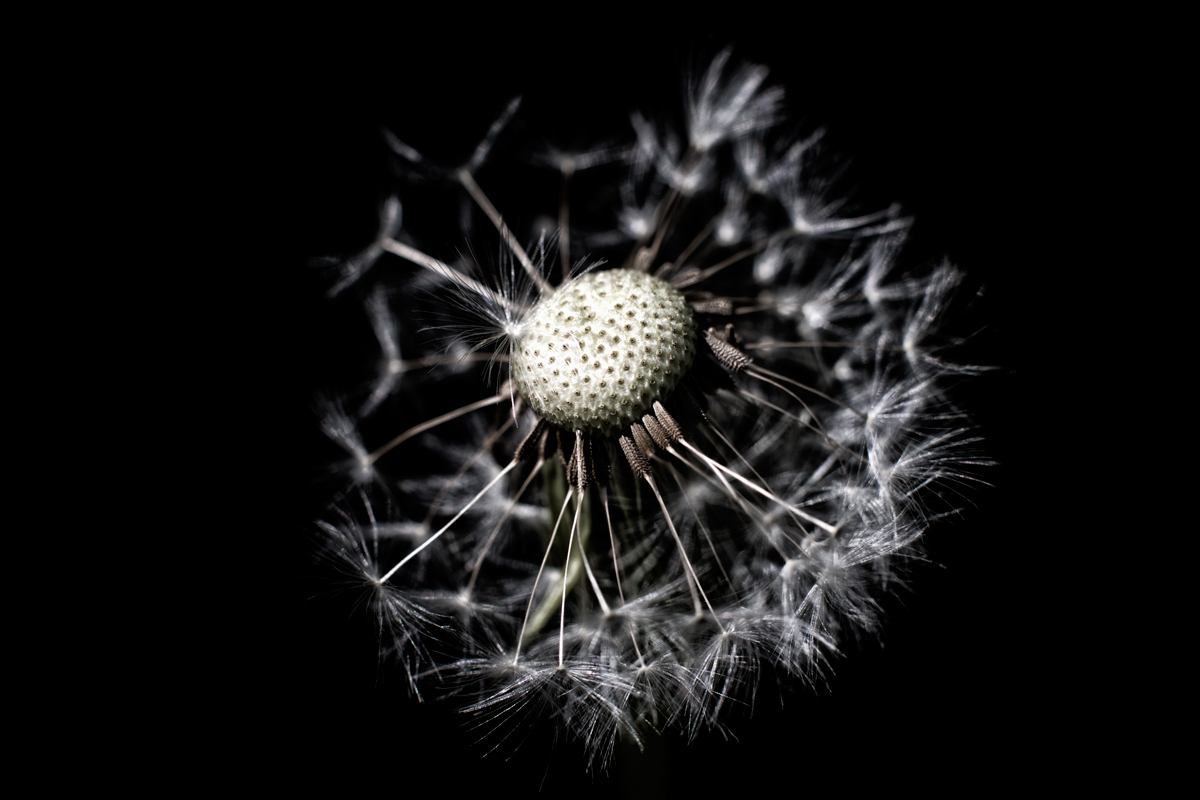 Pusteblume