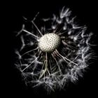 Pusteblume