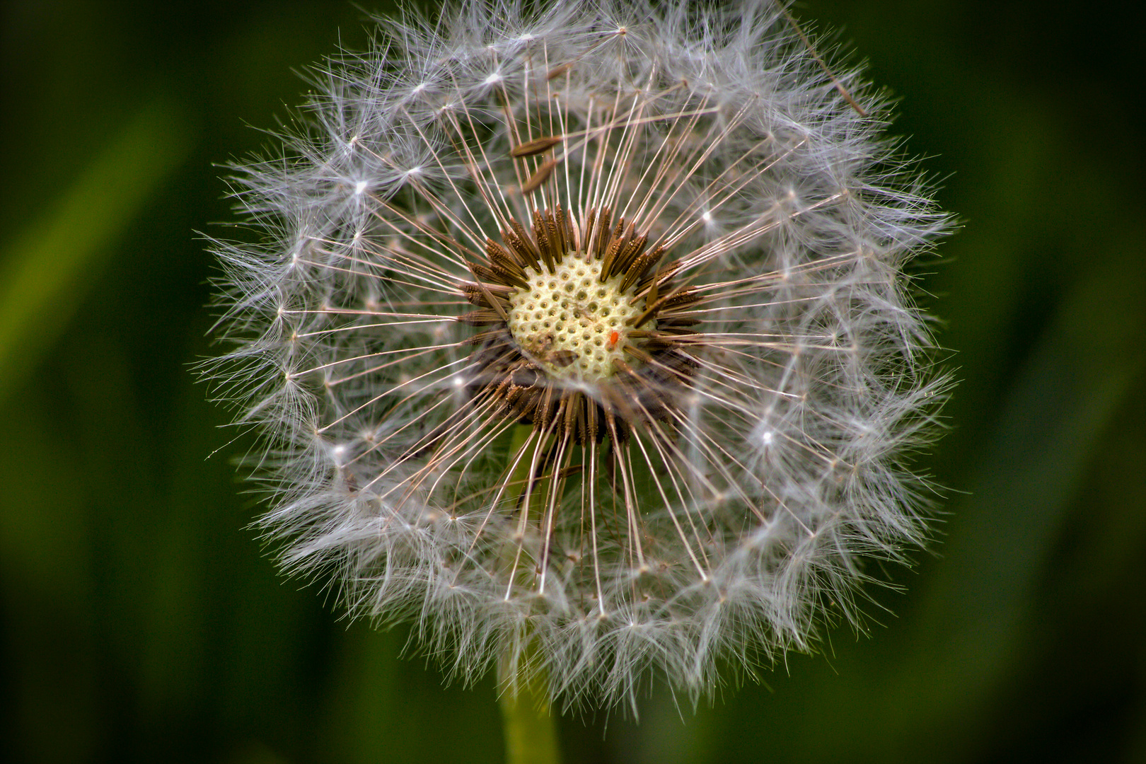 Pusteblume