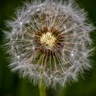 Pusteblume