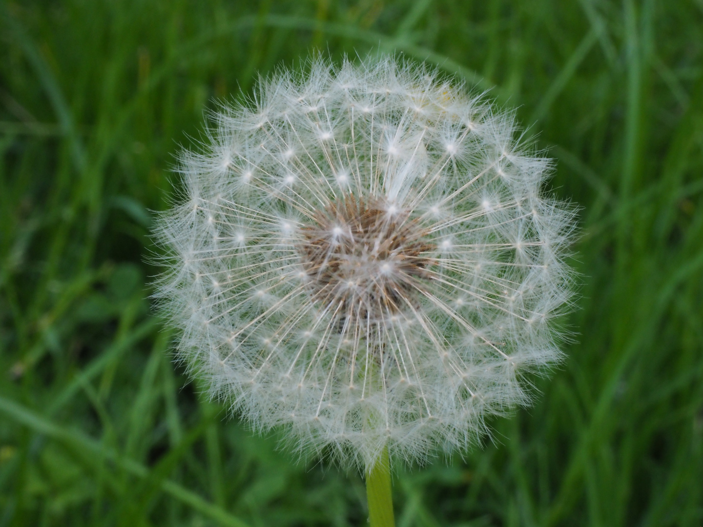 Pusteblume