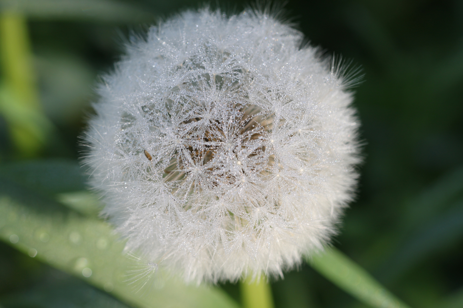 Pusteblume