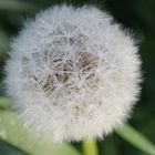 Pusteblume