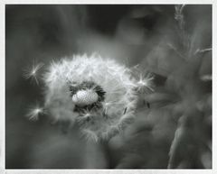 Pusteblume