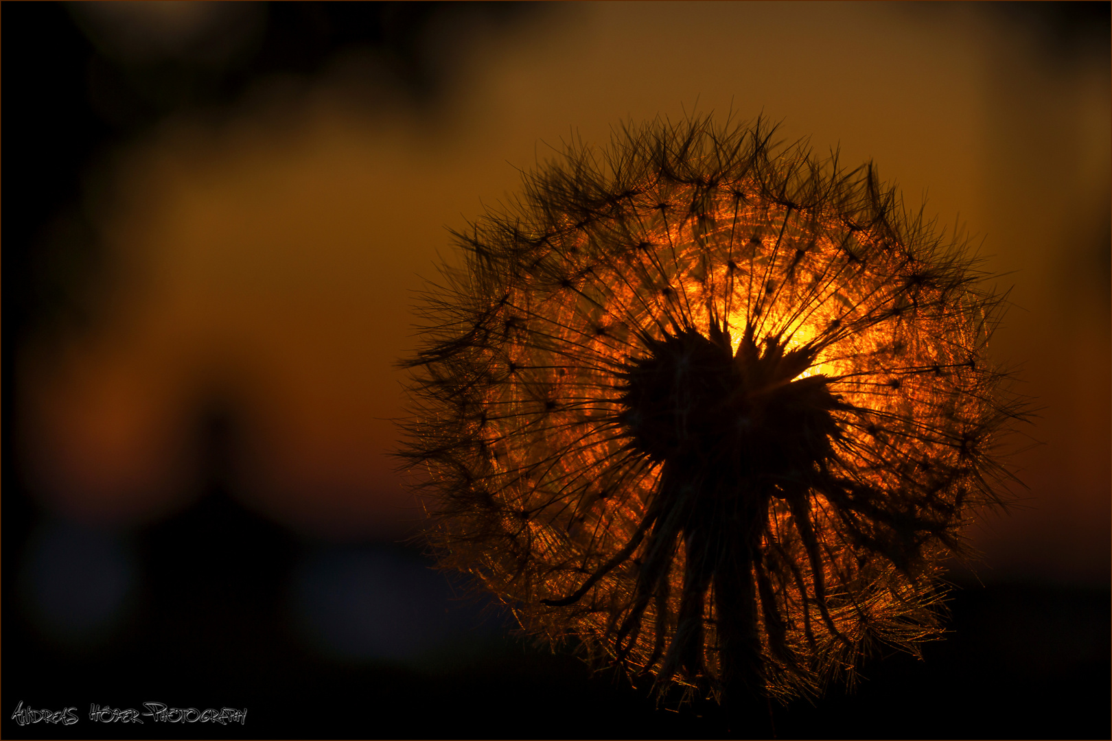 Pusteblume