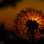 Pusteblume