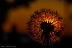 Pusteblume