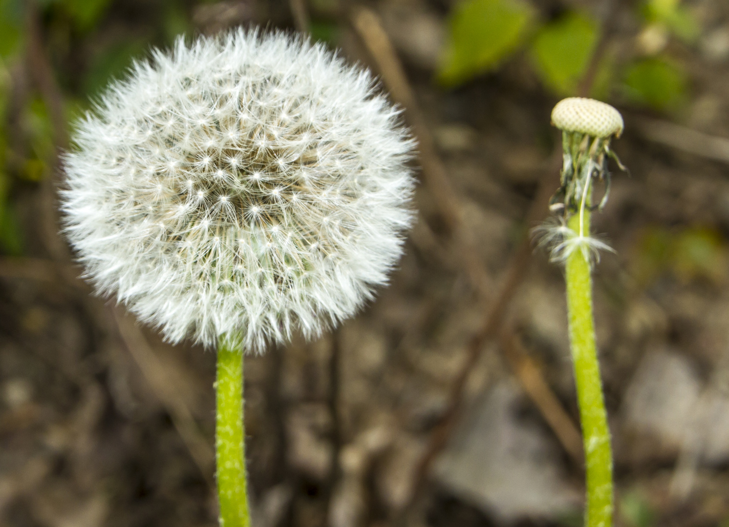 Pusteblume 