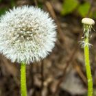 Pusteblume 