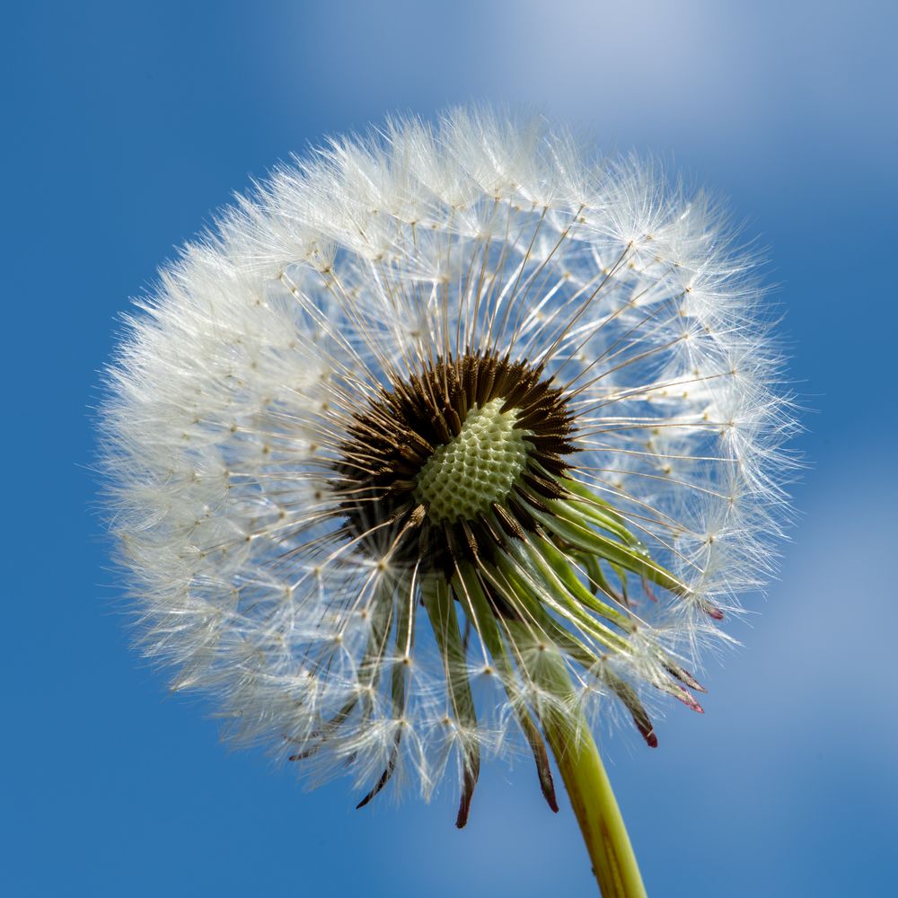 Pusteblume