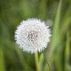 Pusteblume