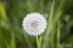 Pusteblume