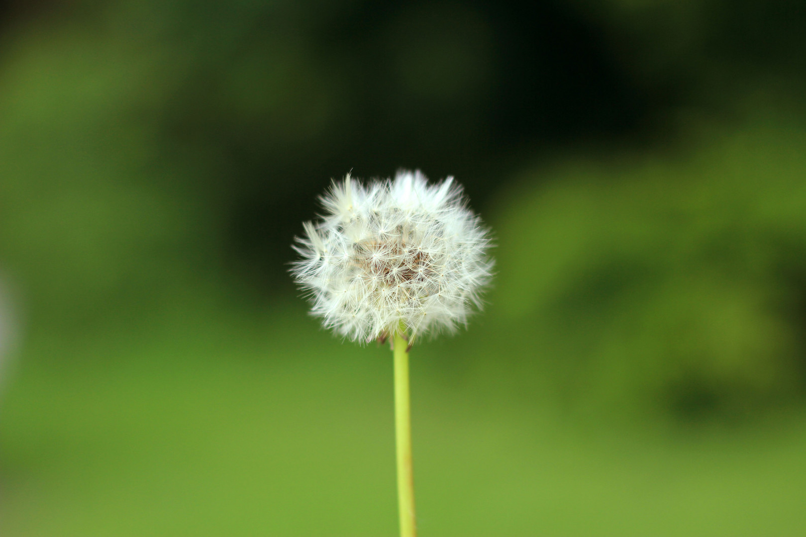 Pusteblume