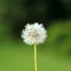 Pusteblume