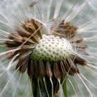 Pusteblume