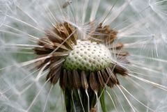 Pusteblume