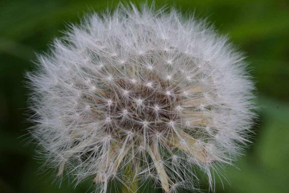 Pusteblume