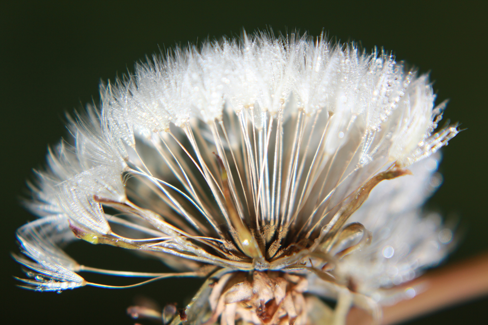 Pusteblume