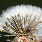 Pusteblume