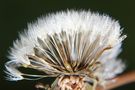 Pusteblume von Danny1978 