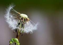 Pusteblume