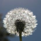 Pusteblume