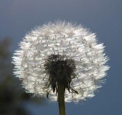 Pusteblume