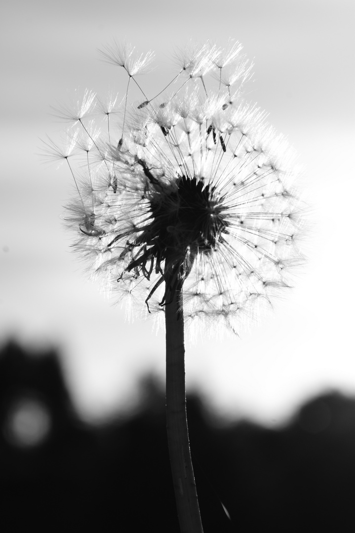 Pusteblume