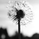 Pusteblume