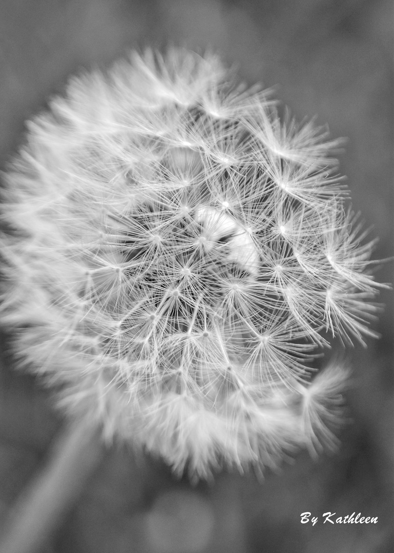 Pusteblume