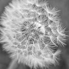 Pusteblume