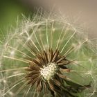 Pusteblume