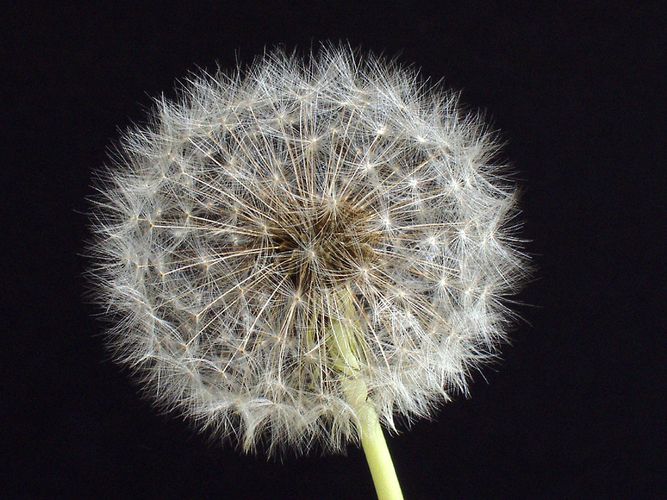 Pusteblume