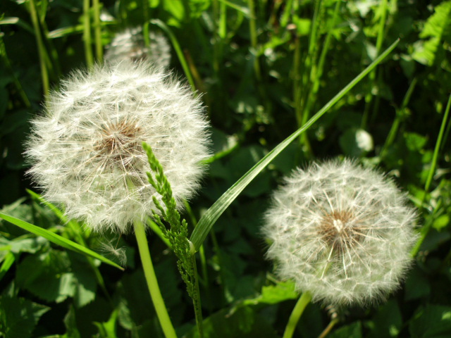 Pusteblume