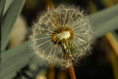 Pusteblume