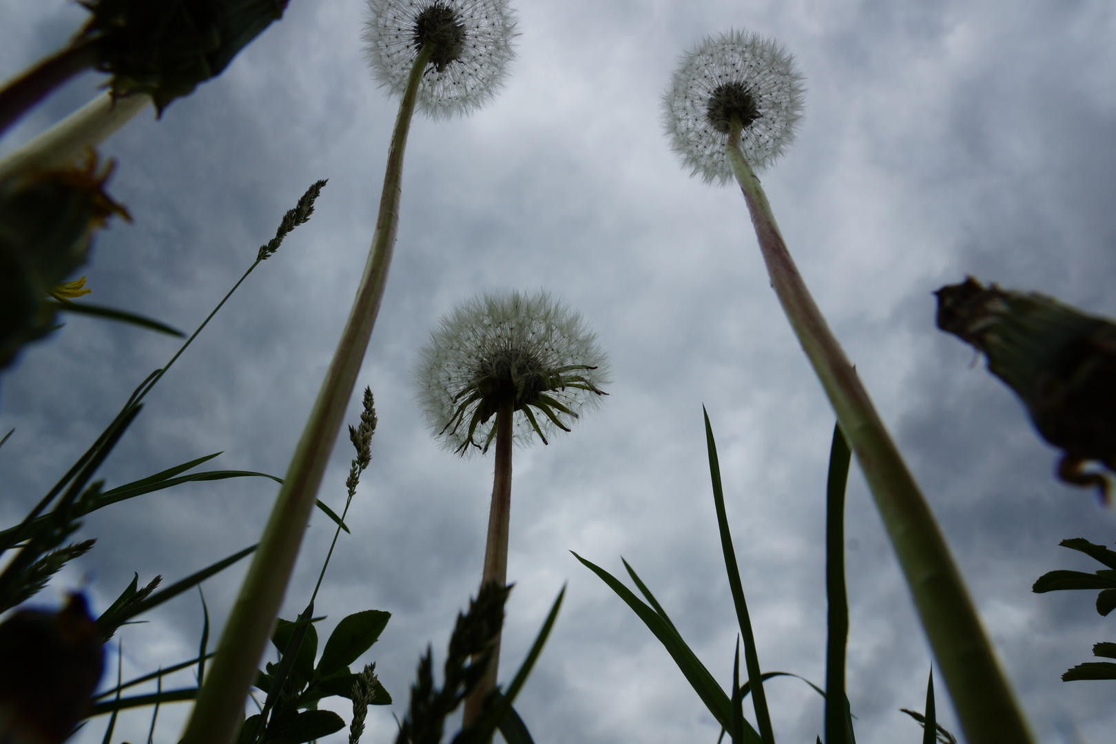 pusteblume