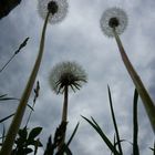 pusteblume