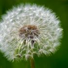 Pusteblume