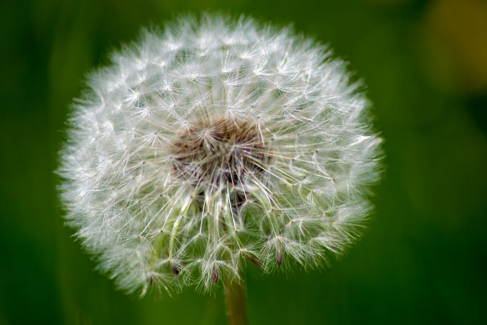 Pusteblume