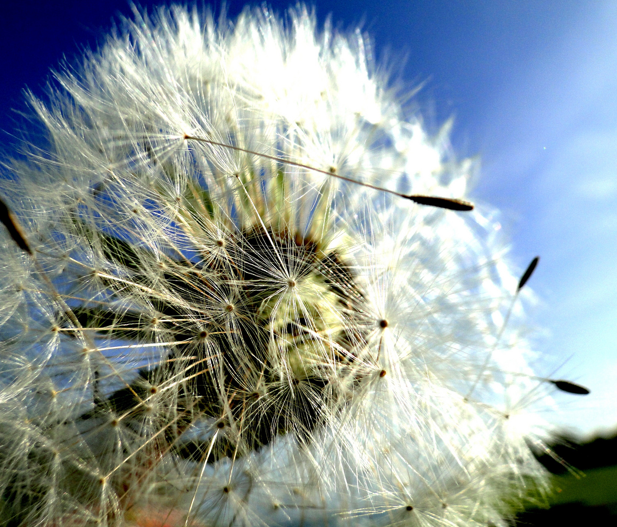 PuStEbLuMe