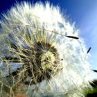 PuStEbLuMe