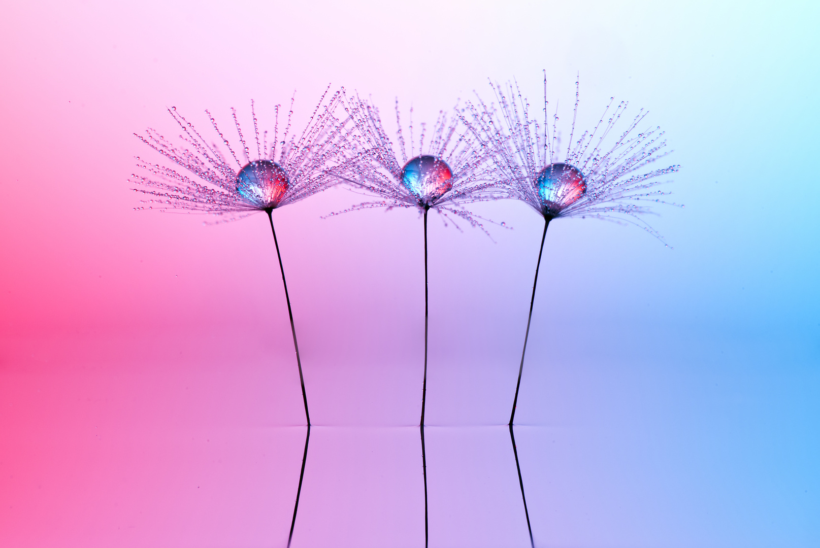 Pusteblume