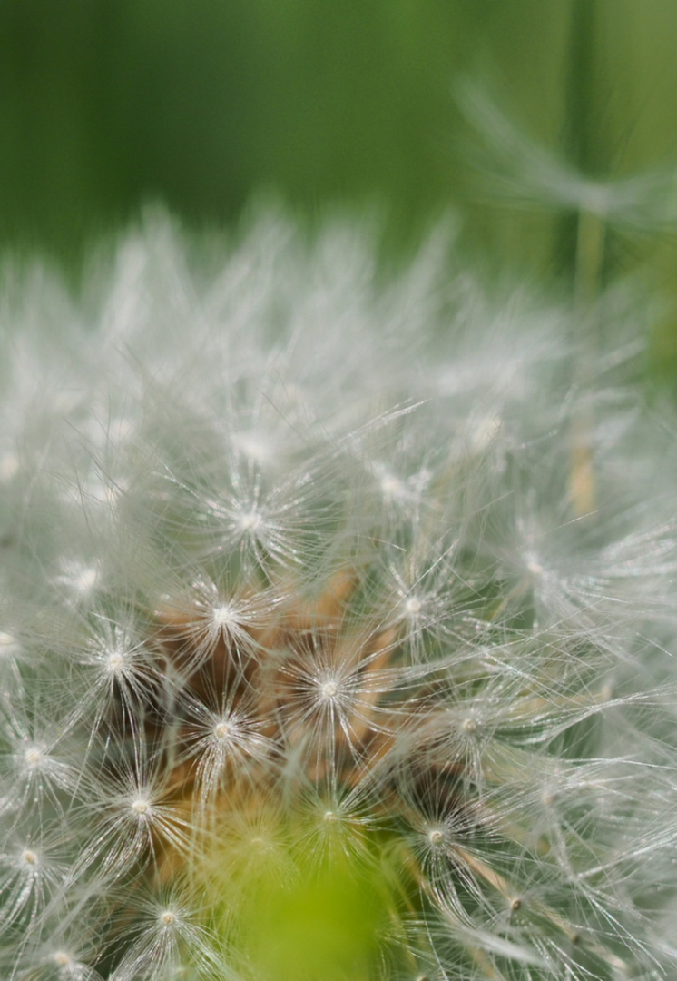 Pusteblume