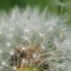 Pusteblume