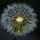 Pusteblume