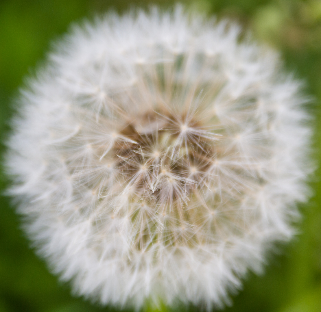 Pusteblume