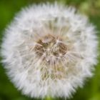 Pusteblume