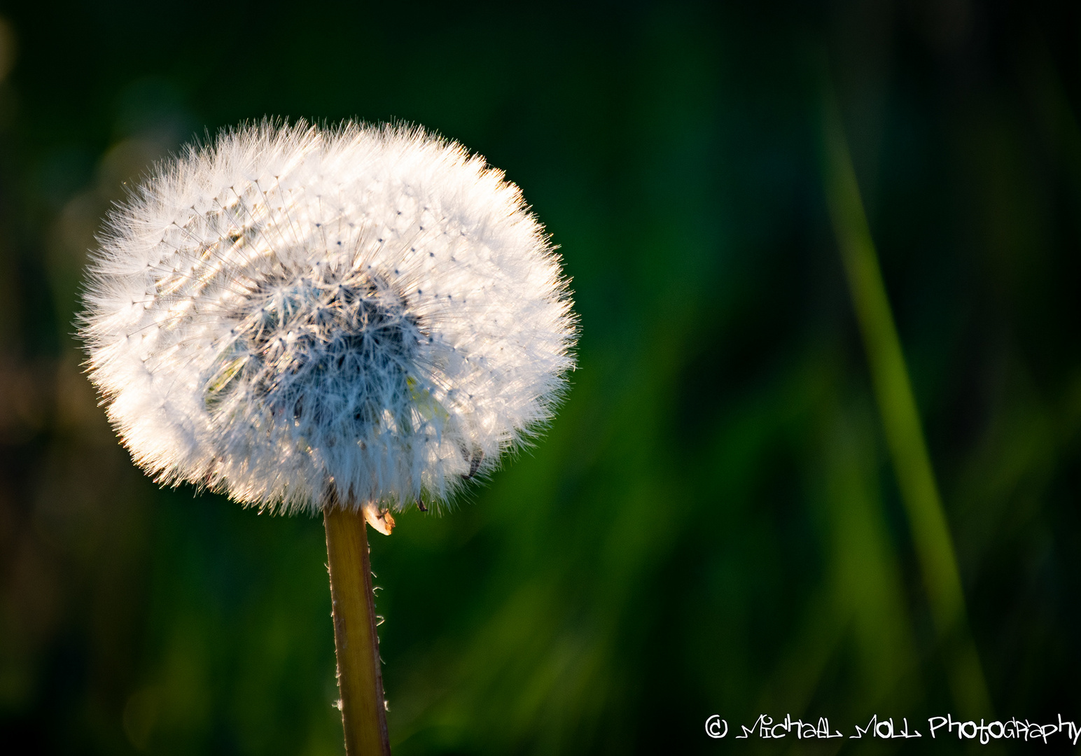 Pusteblume