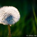 Pusteblume